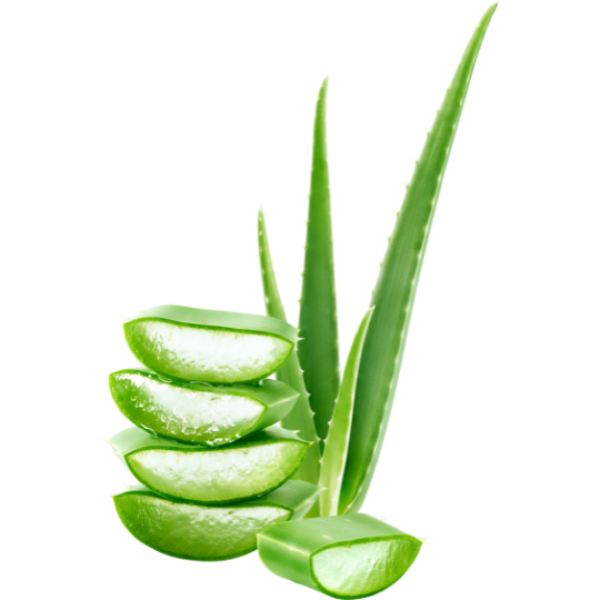 JGO_aloe vera